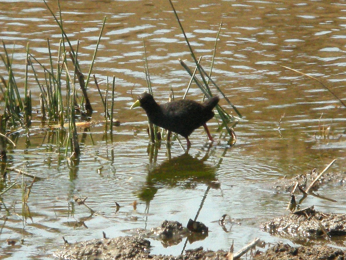 Polluela Negra Africana - ML601438471