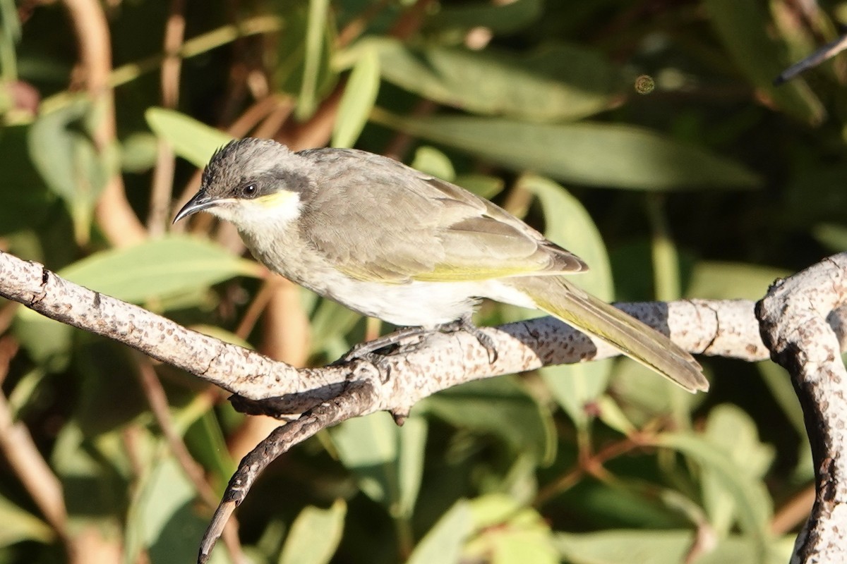 Singing Honeyeater - ML601438801