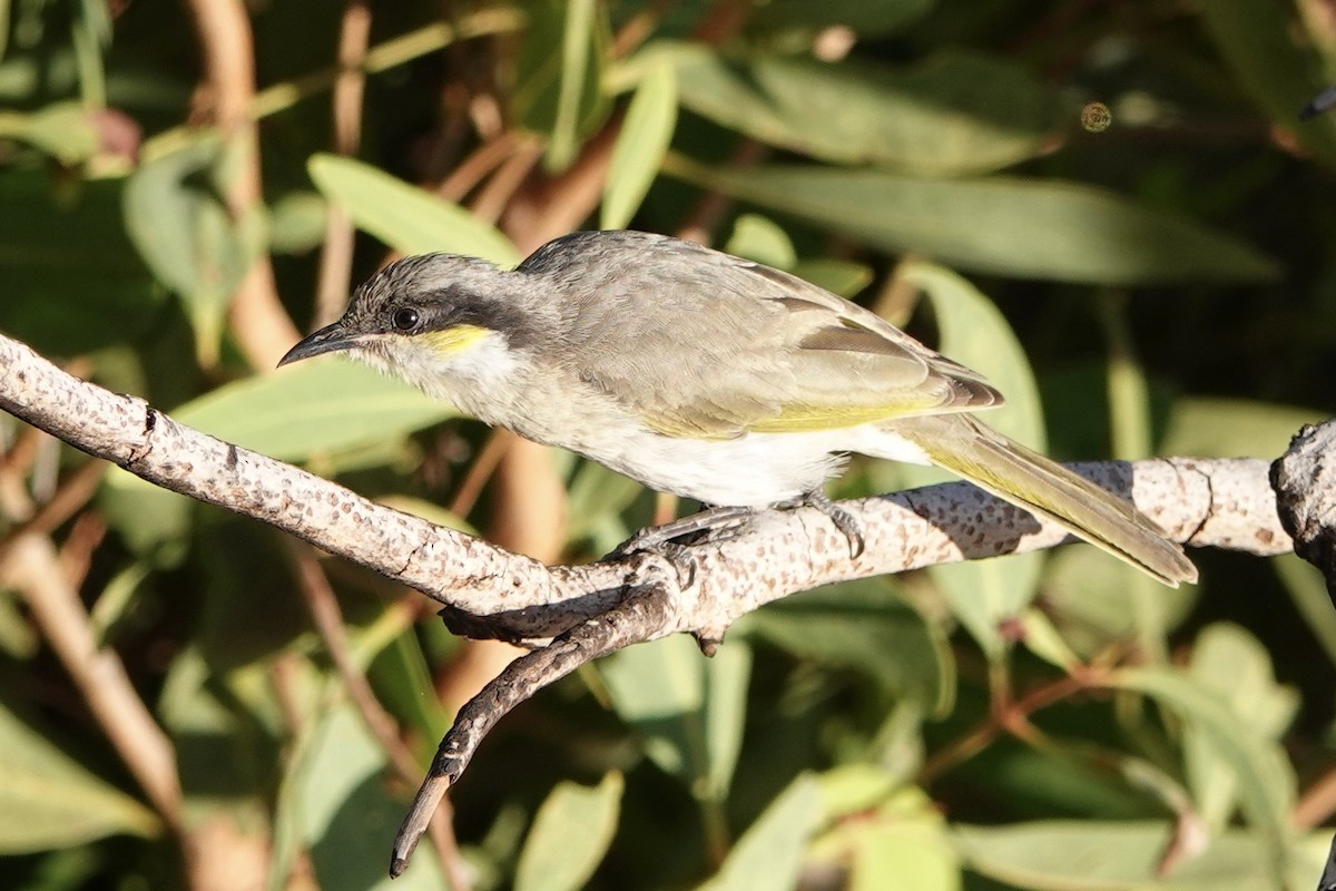 Singing Honeyeater - ML601438861