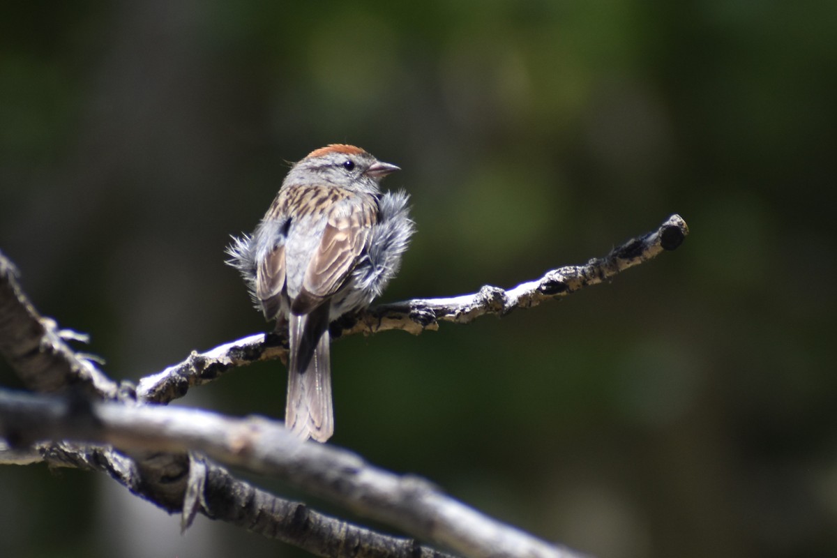 Chipping Sparrow - ML601438921