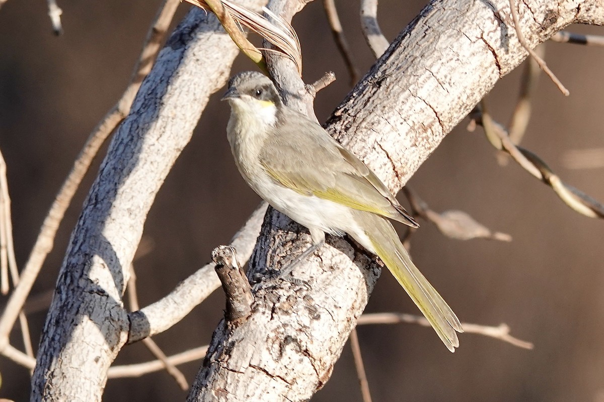 Singing Honeyeater - ML601438951