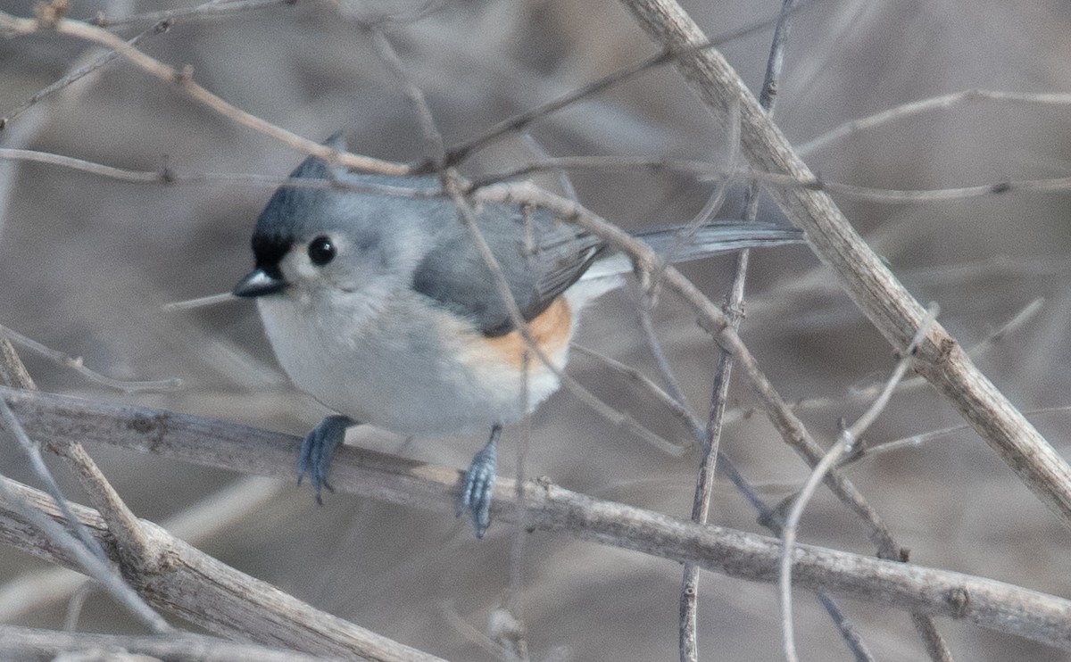 Tufted Titmouse - ML601440411