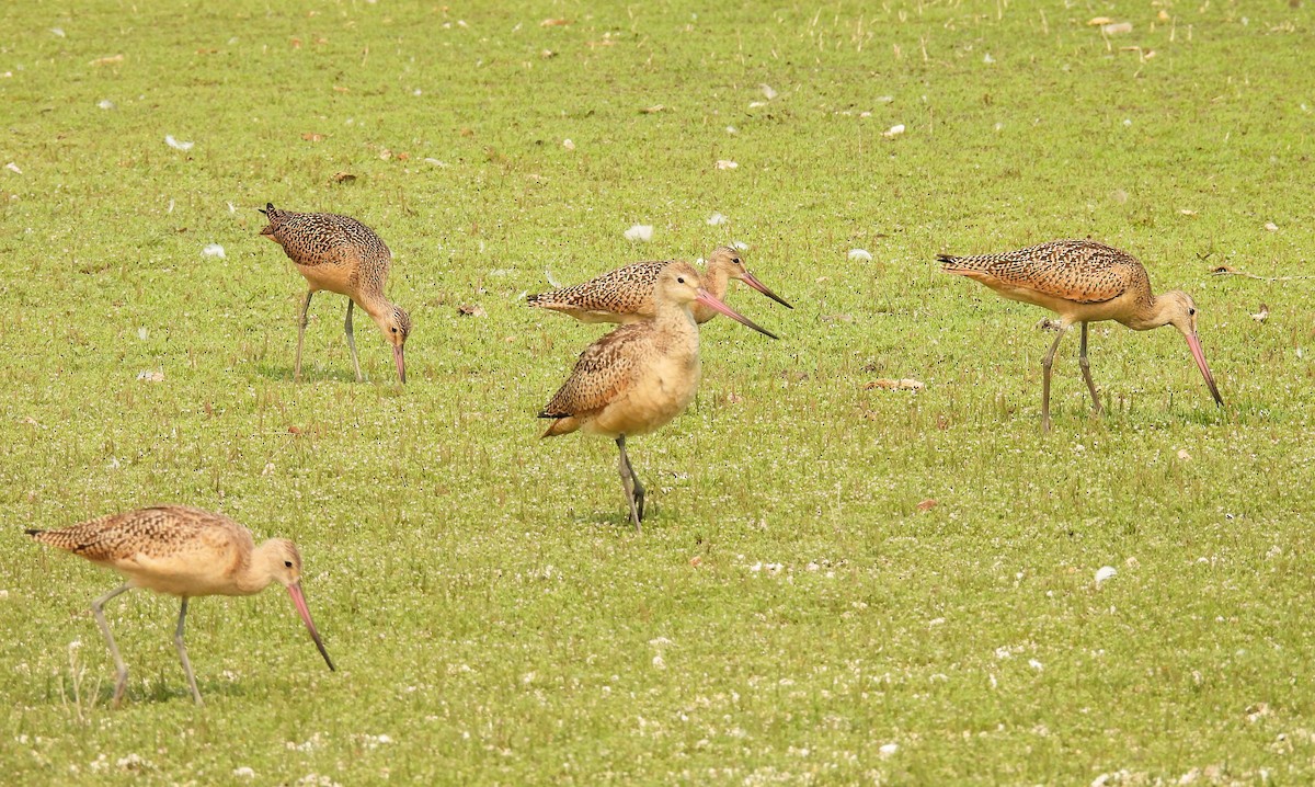 Marbled Godwit - Pam Hawkes