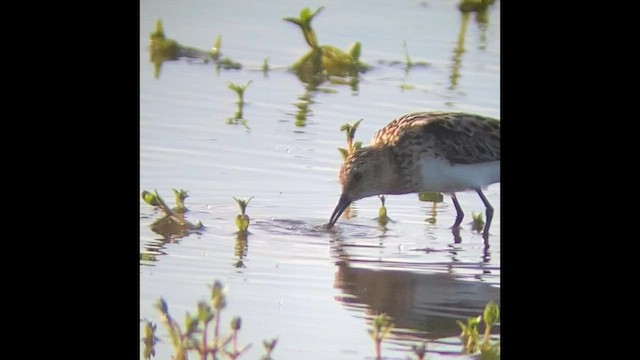 Little Stint - ML601440861