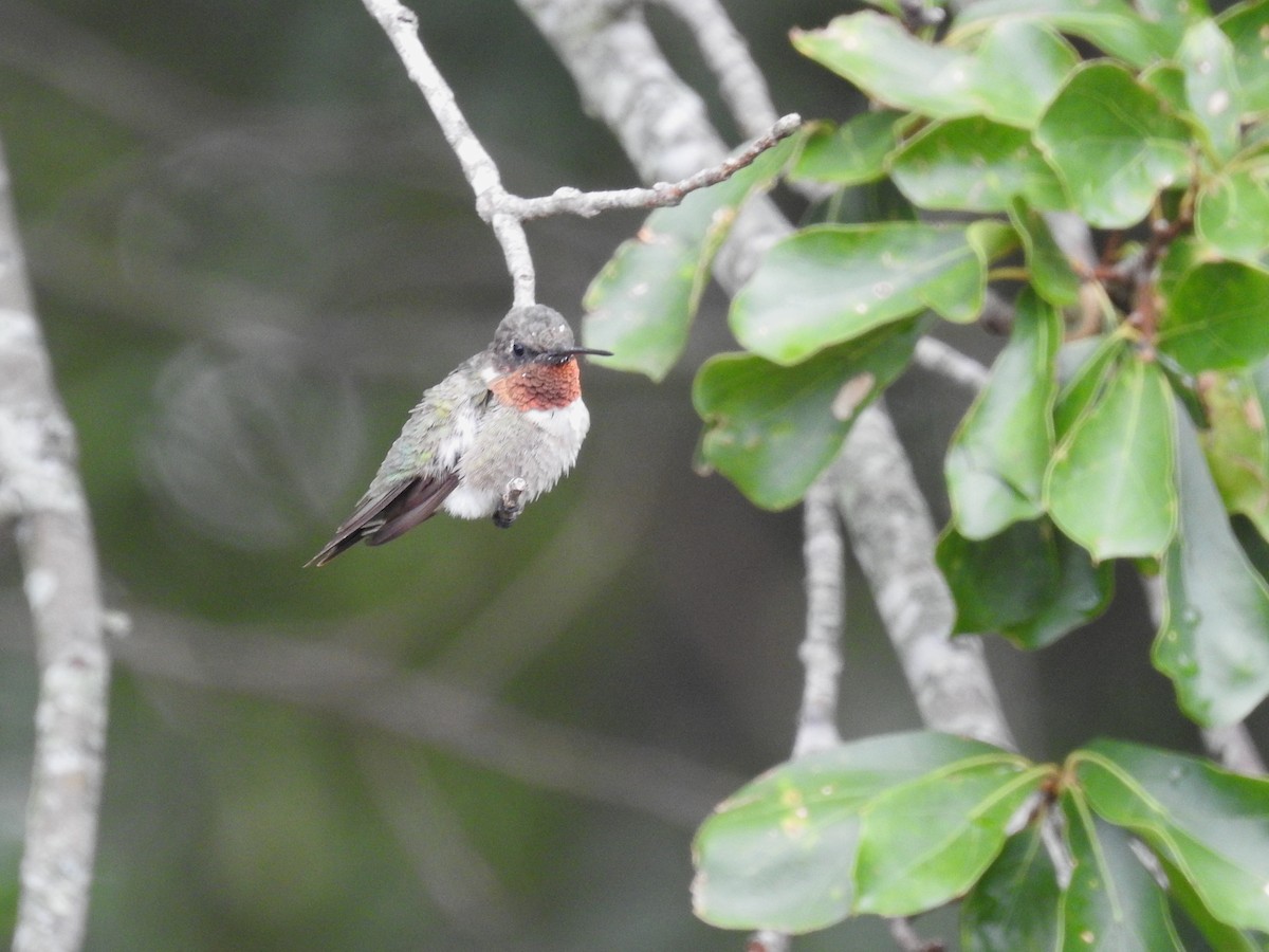 Ruby-throated Hummingbird - Roger Massey