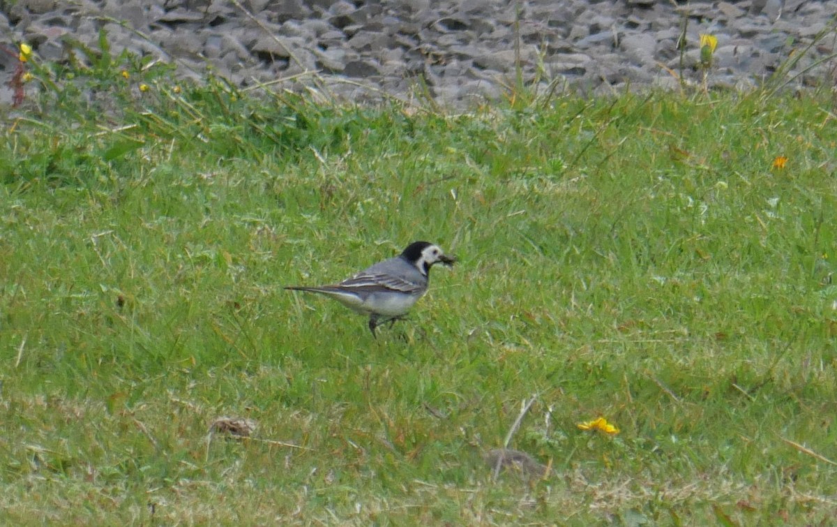 White Wagtail - Annette Foy
