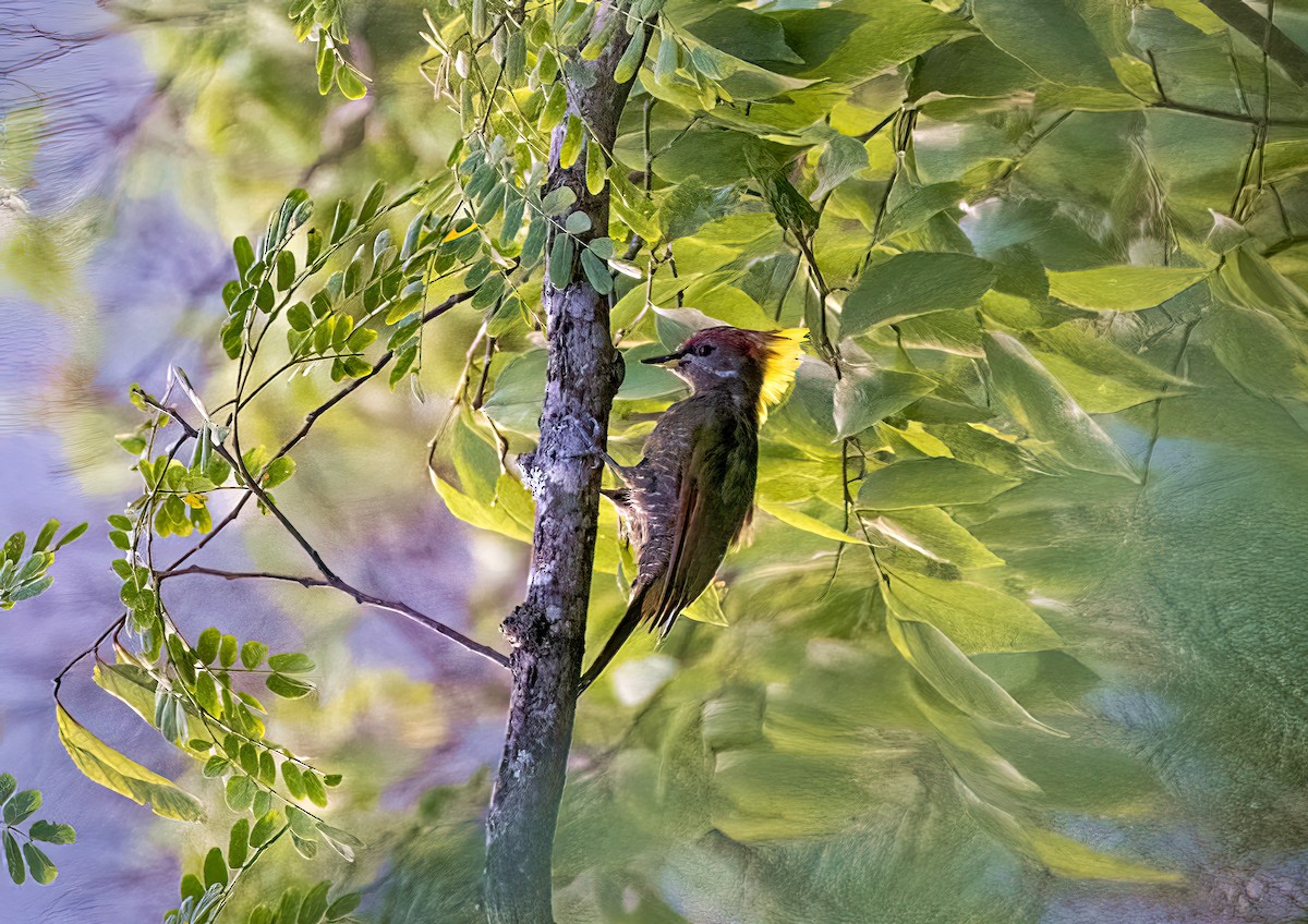 Lesser Yellownape - ML601441101