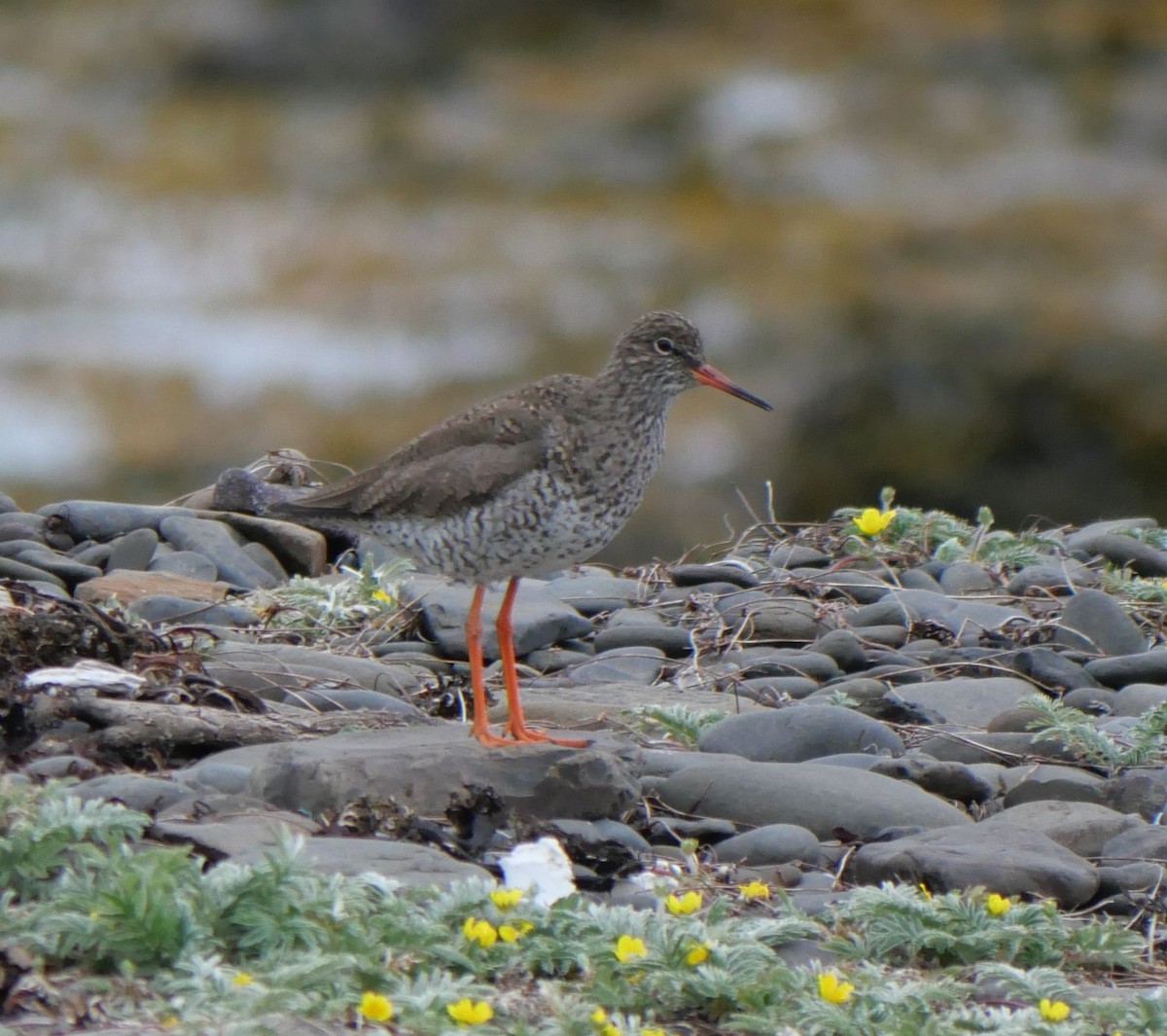 Common Redshank - Annette Foy