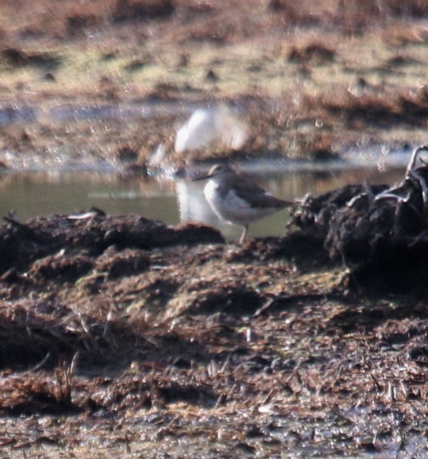 Common Sandpiper - ML601441321