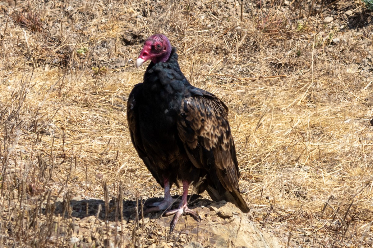Turkey Vulture - ML601442781