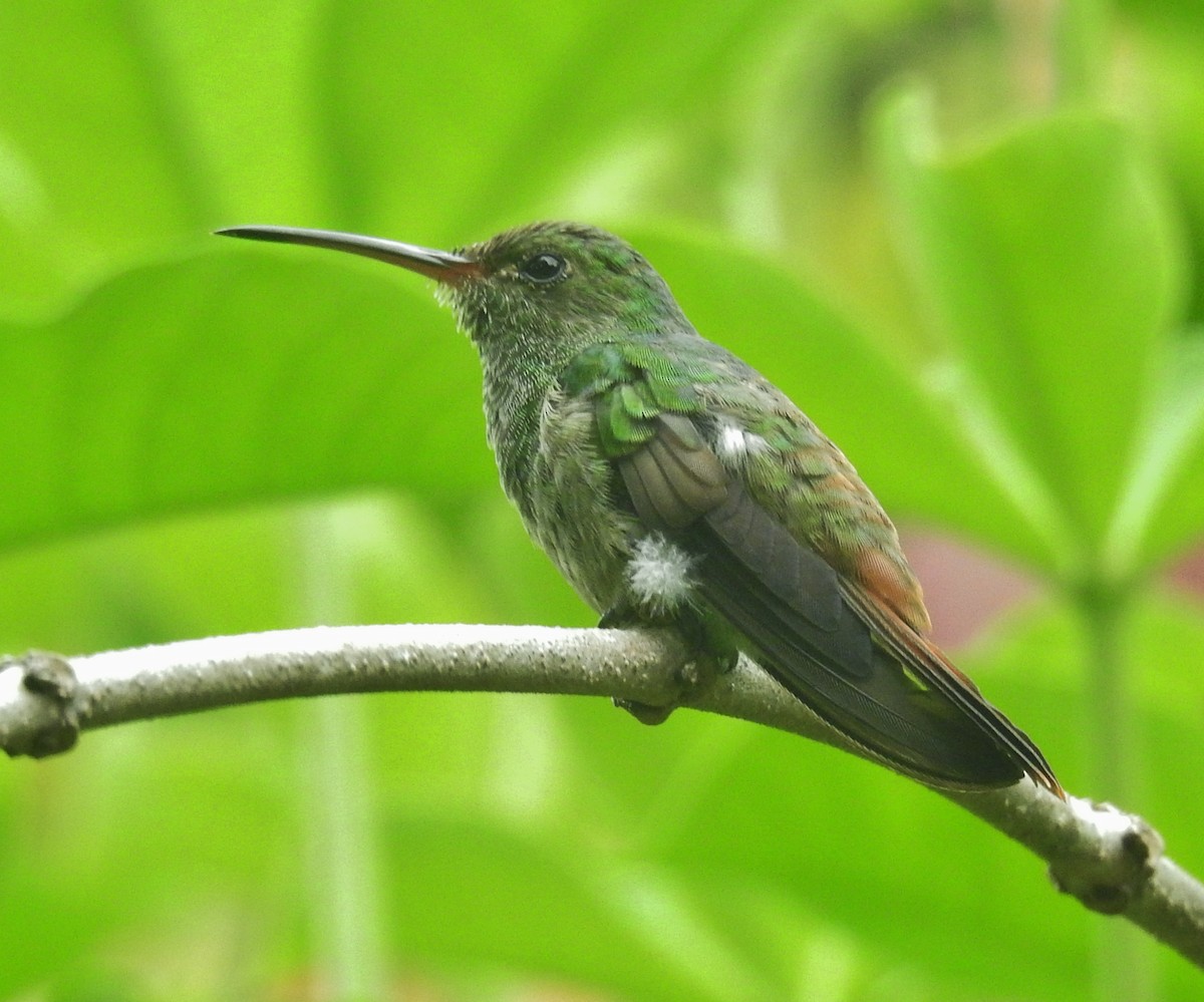 Rufous-tailed Hummingbird - ML601442881