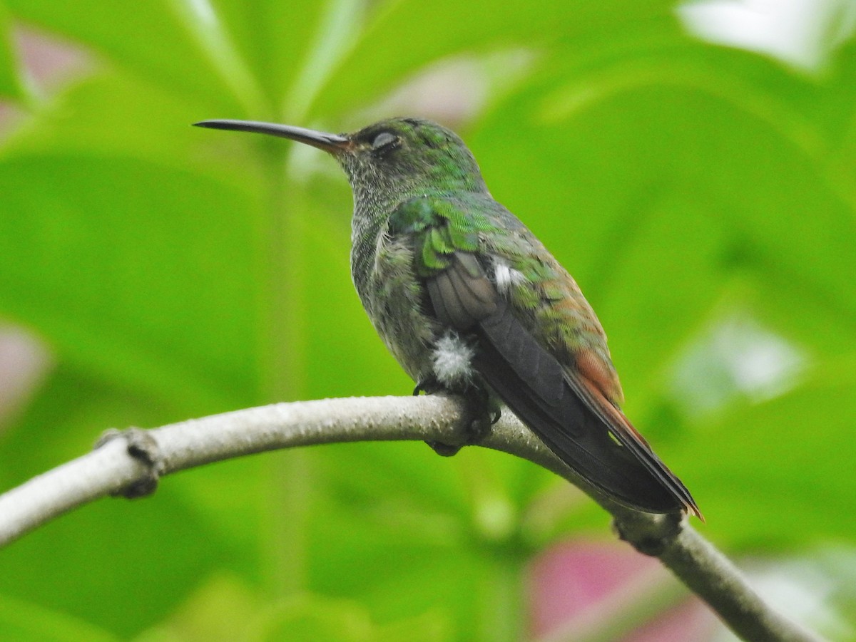 Rufous-tailed Hummingbird - ML601442891