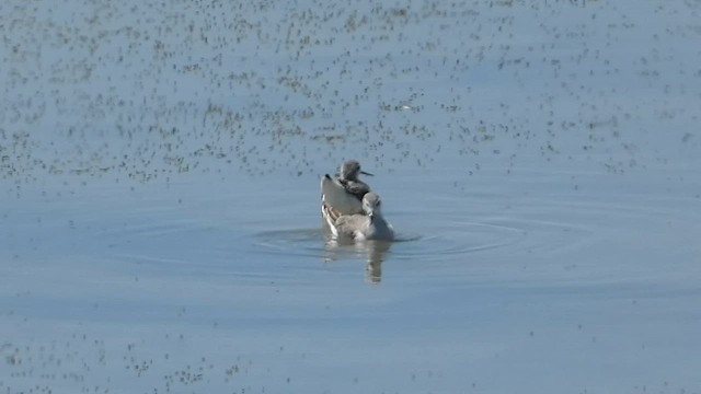 Phalarope de Wilson - ML601443441