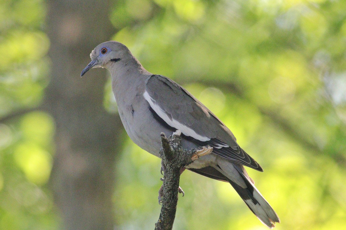 White-winged Dove - ML60144361