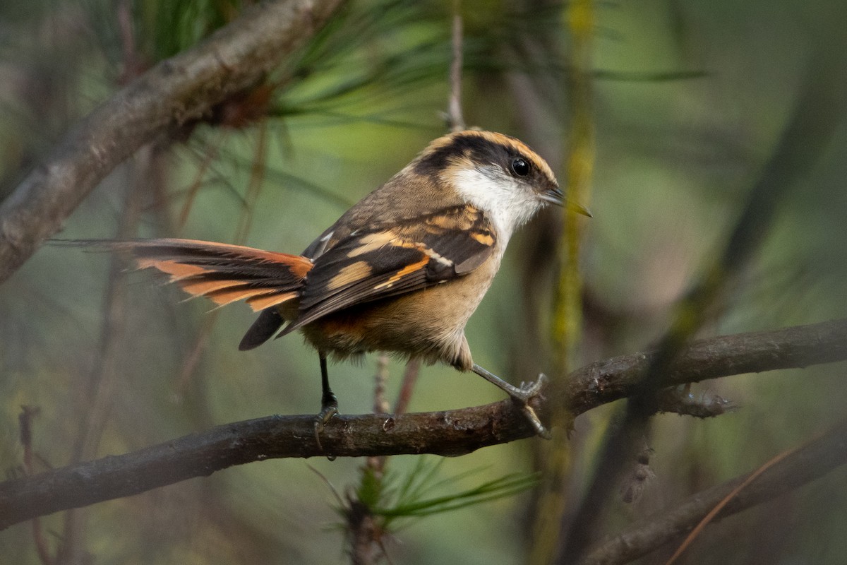 Thorn-tailed Rayadito - ML601443691