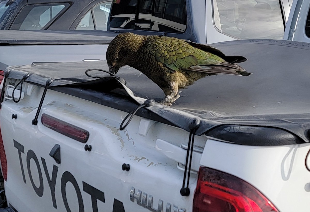 Kea - ML601444001