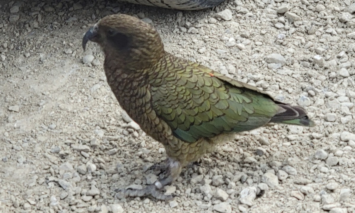 Kea - ML601444011