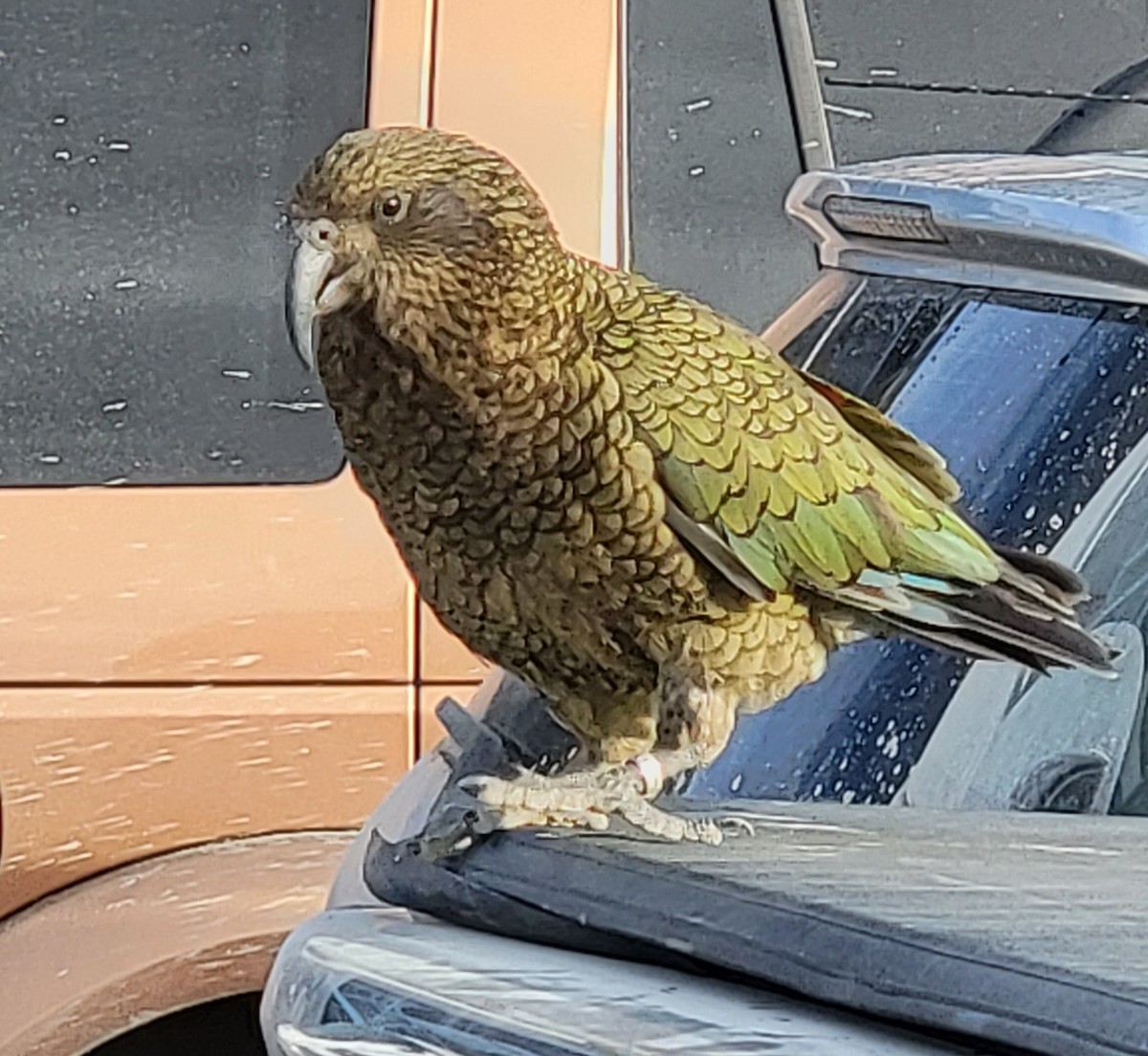 Kea - ML601444021