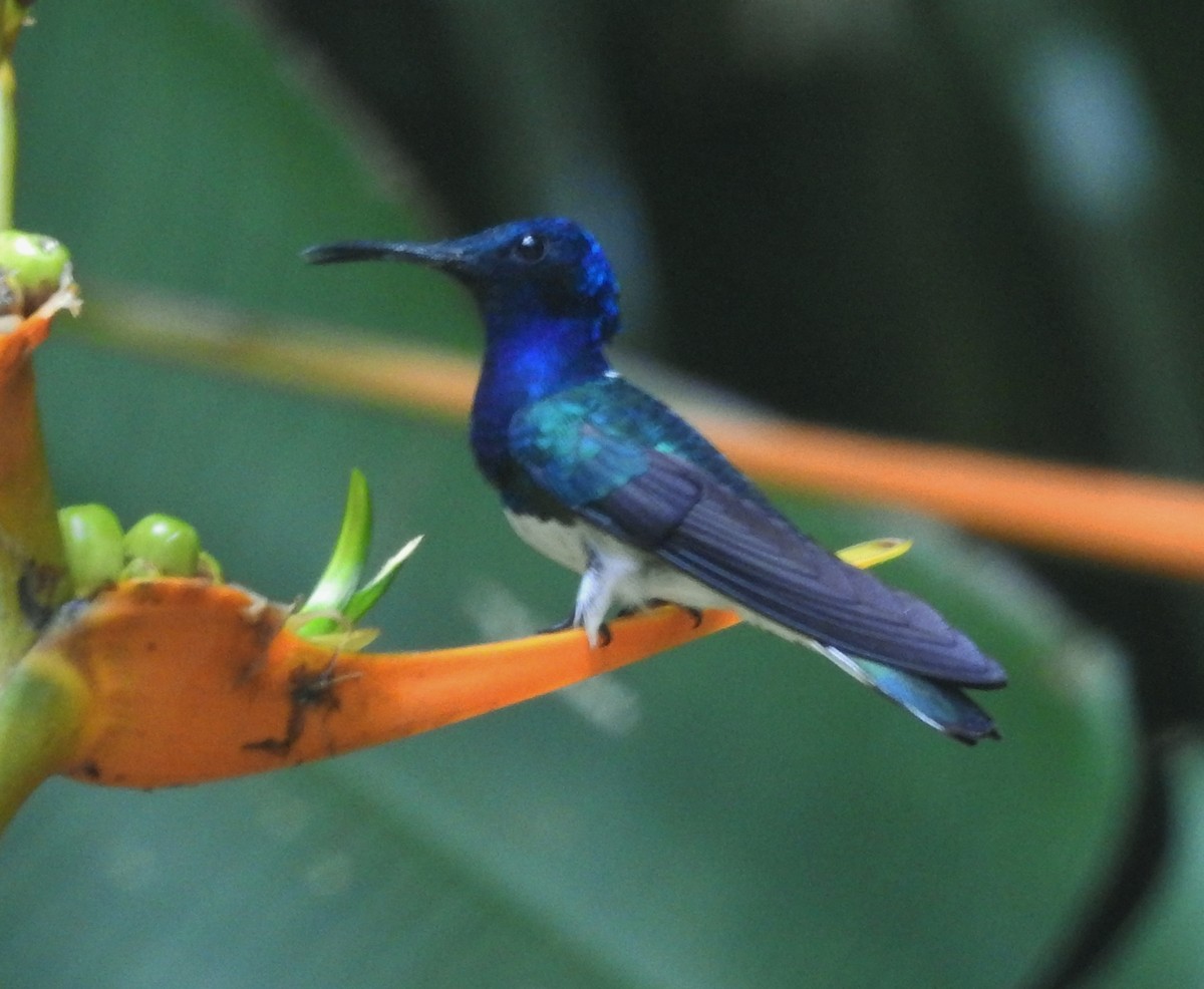 White-necked Jacobin - Kent Miller