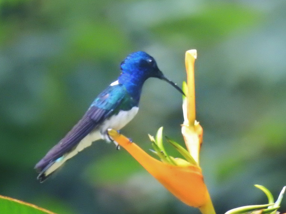 White-necked Jacobin - Kent Miller