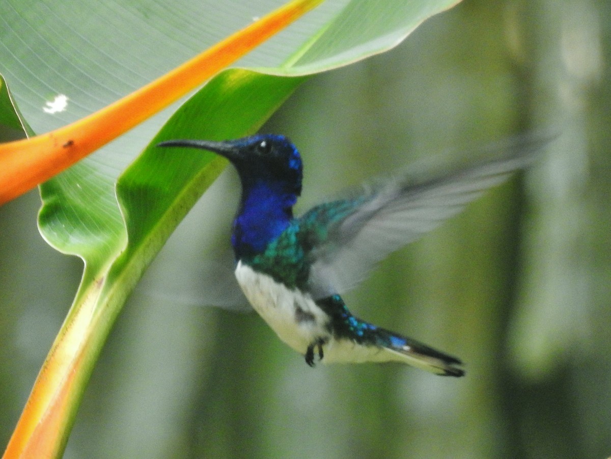 Colibrí Nuquiblanco - ML601444221