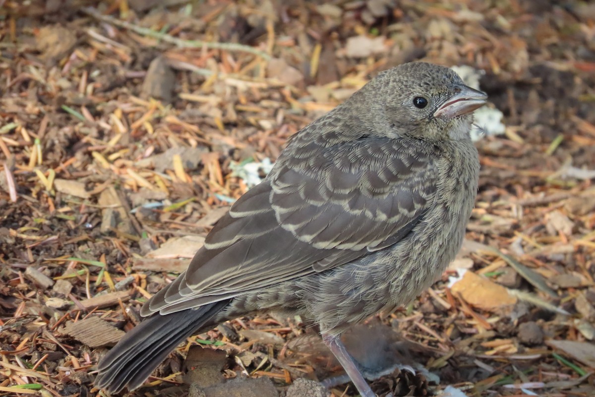 Tordo Cabecipardo - ML601444241