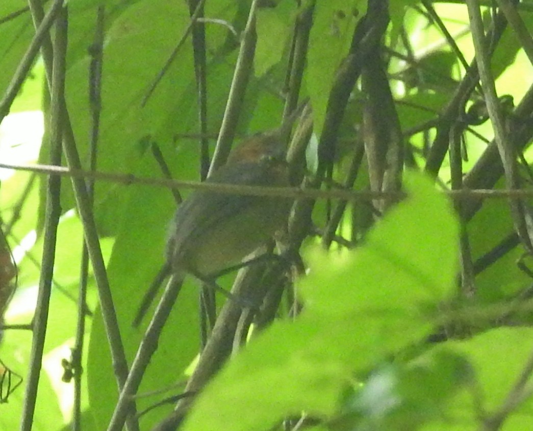 Long-billed Gnatwren - ML601444381