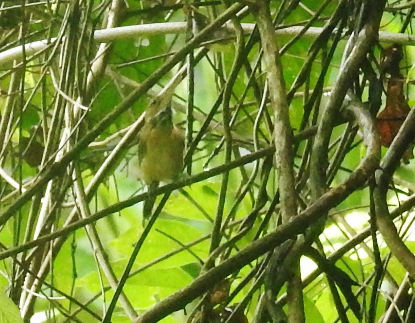 Long-billed Gnatwren - ML601444411