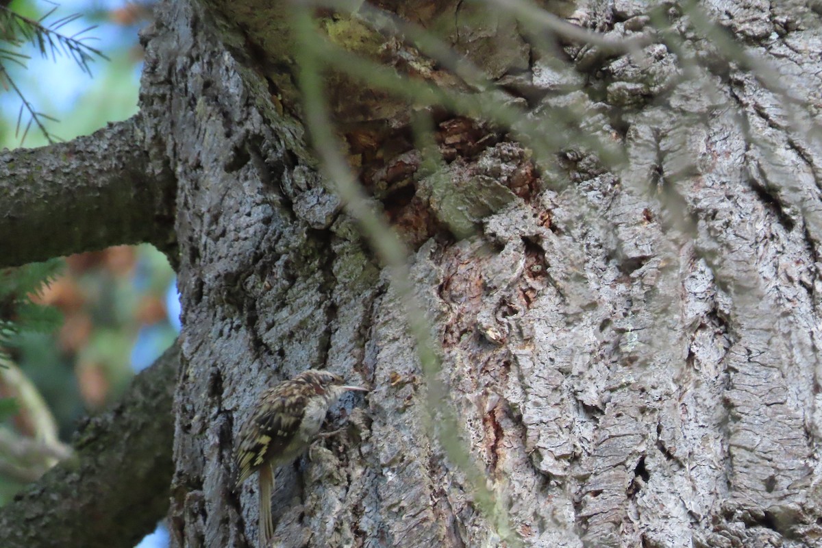 Brown Creeper - ML601445891