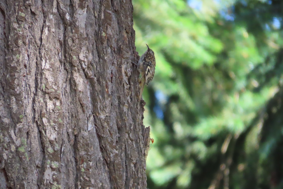 Brown Creeper - ML601445911