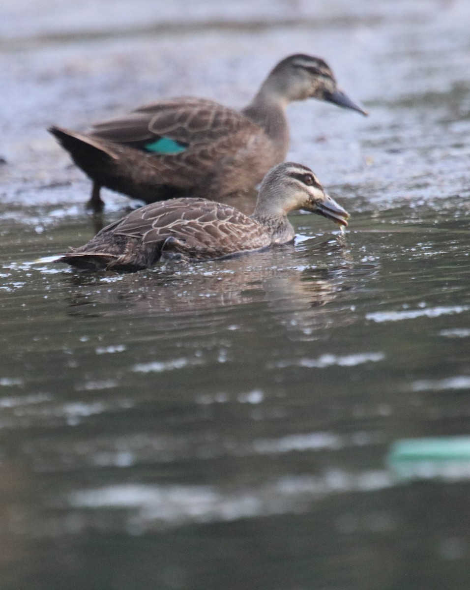 Pacific Black Duck - Siti Sutedjo