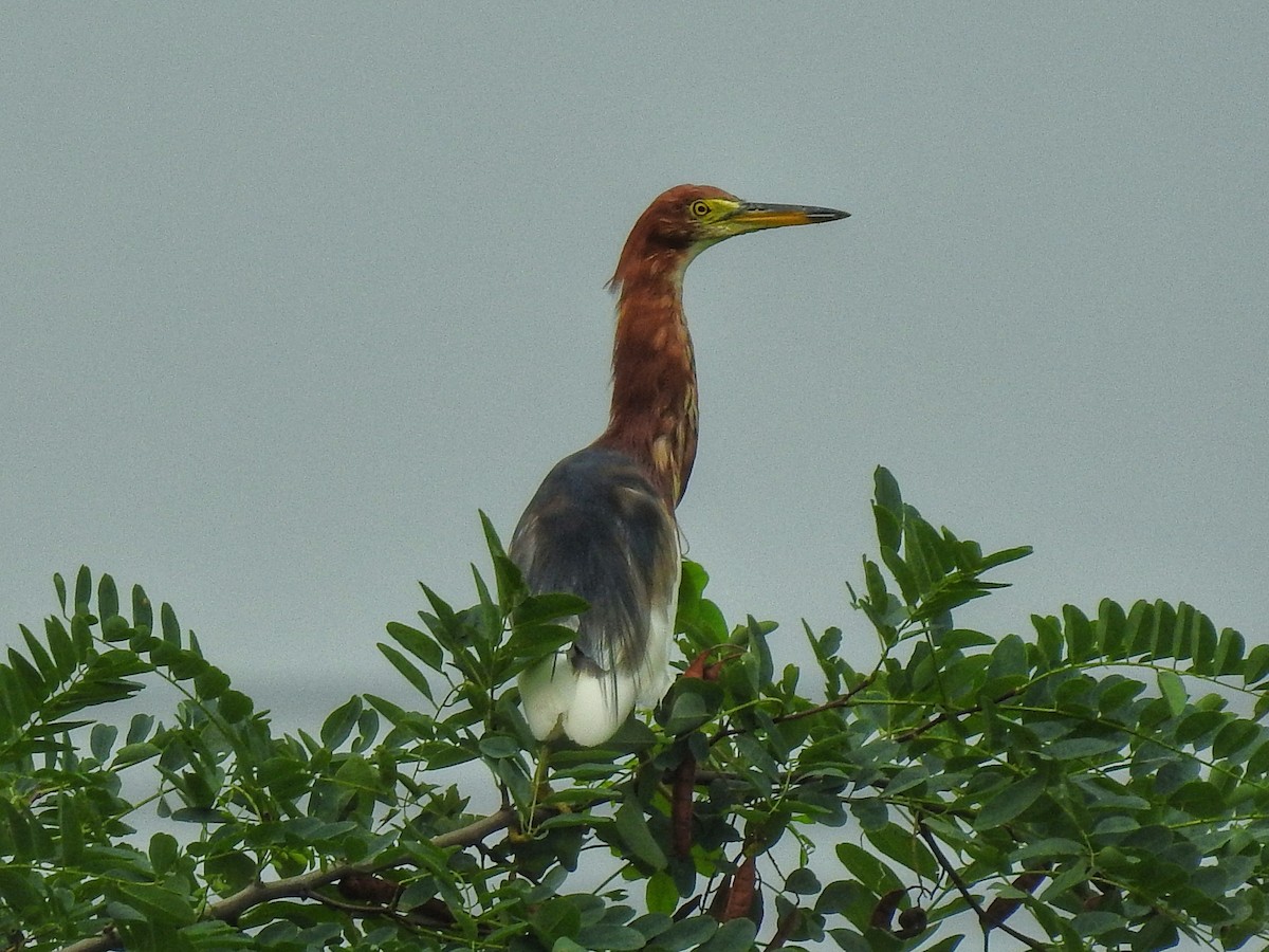 Chinese Pond-Heron - Juan Diego Fernández