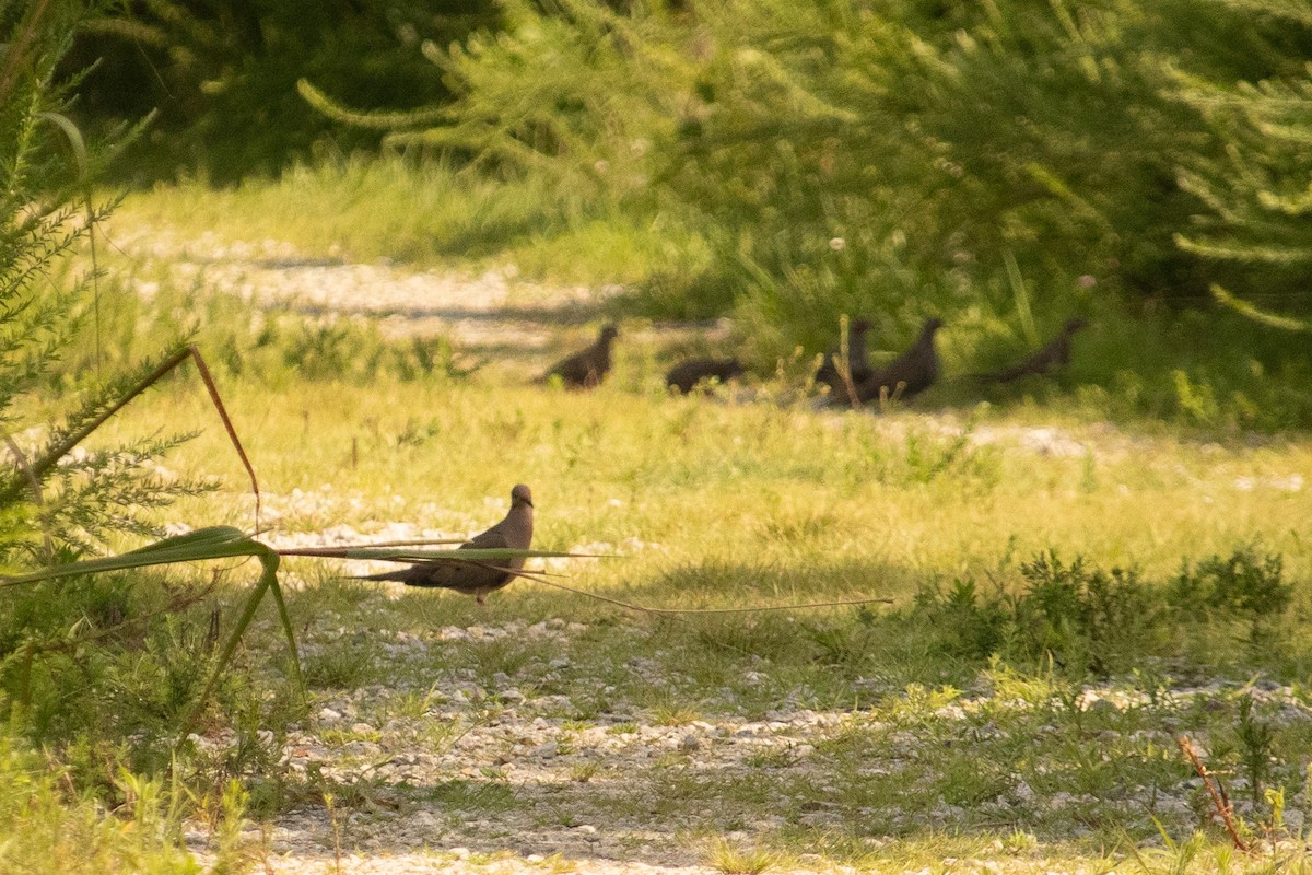 Mourning Dove - ML601446741