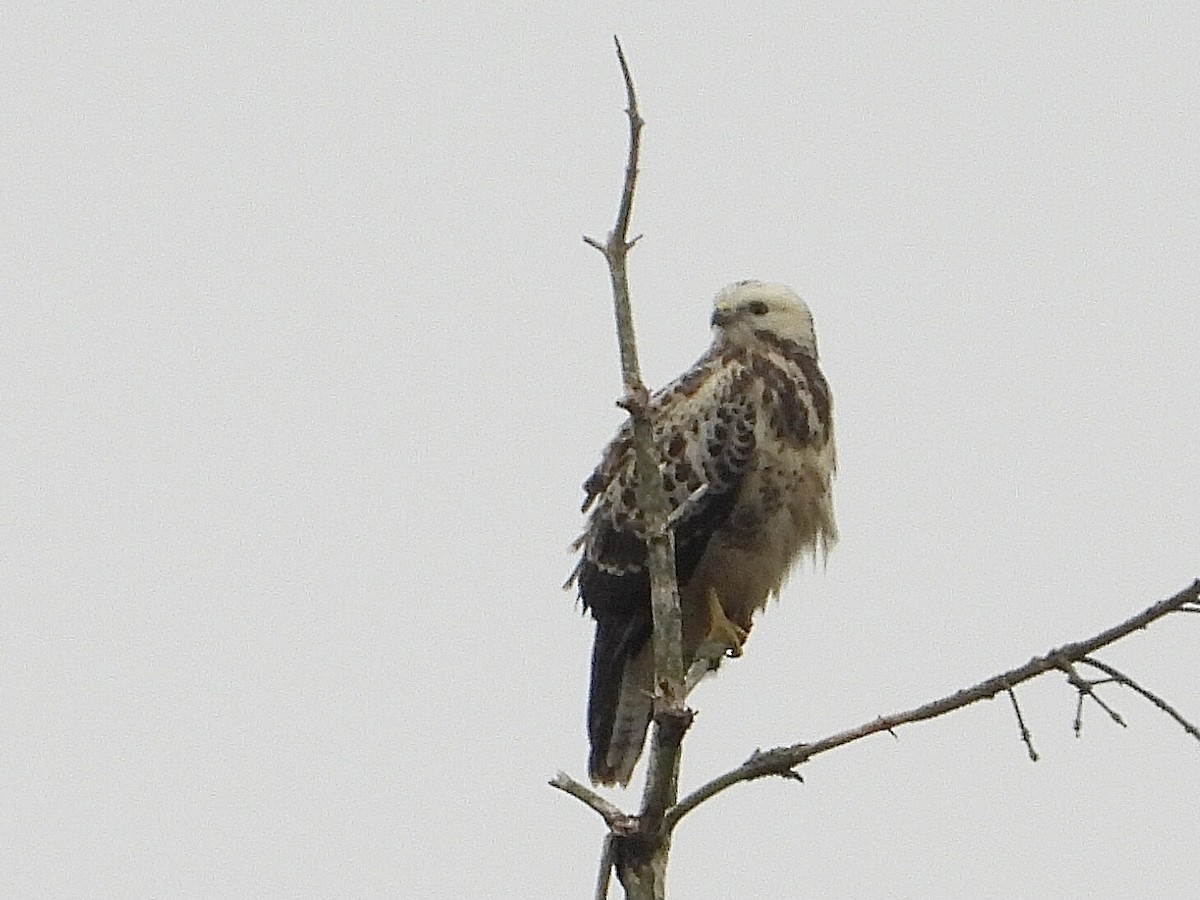 Common Buzzard - ML601446841