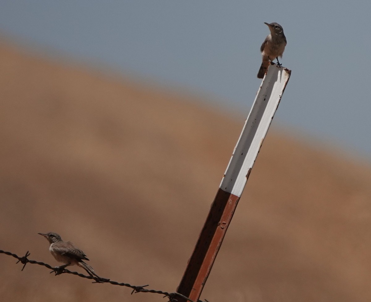 Rock Wren - Brad Rumble