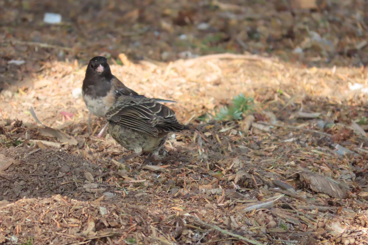 Dark-eyed Junco (Oregon) - ML601448131