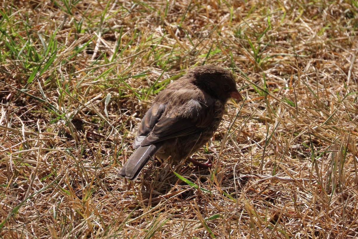 Dark-eyed Junco (Oregon) - ML601448311