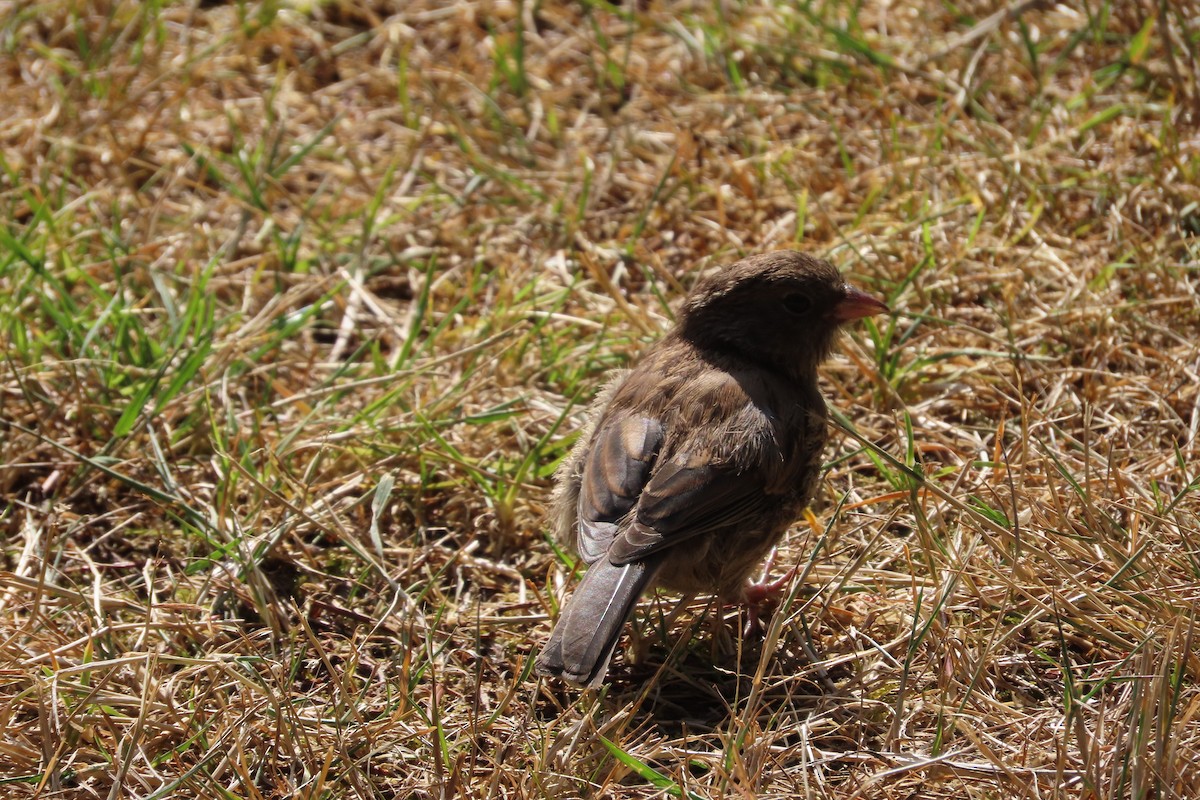 Junco Ojioscuro (grupo oreganus) - ML601448441