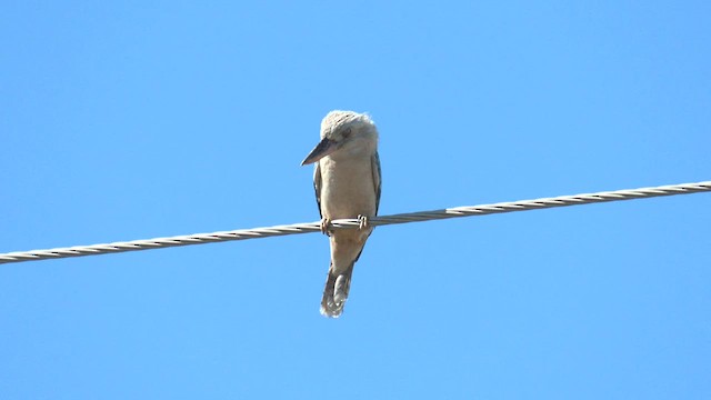 Blue-winged Kookaburra - ML601449071