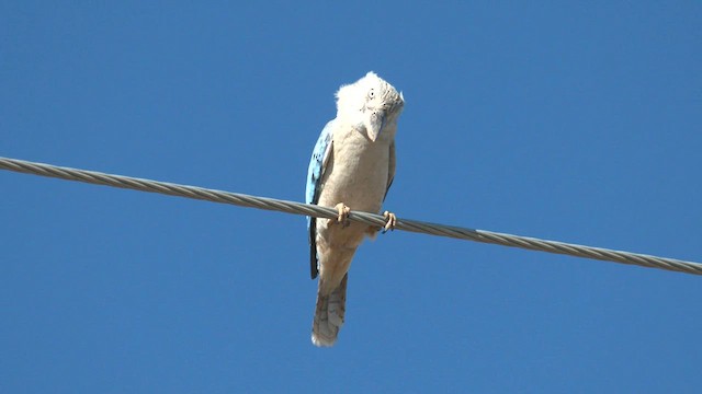 Blue-winged Kookaburra - ML601449151