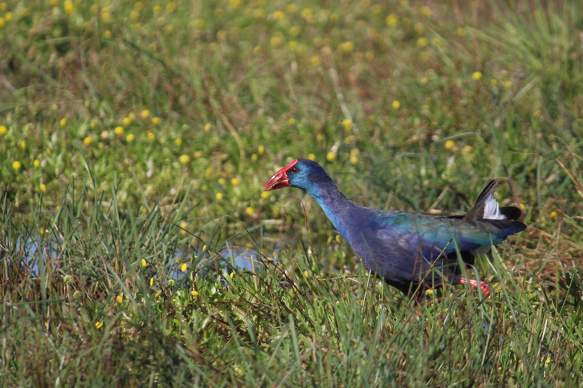 African Swamphen - ML601449261