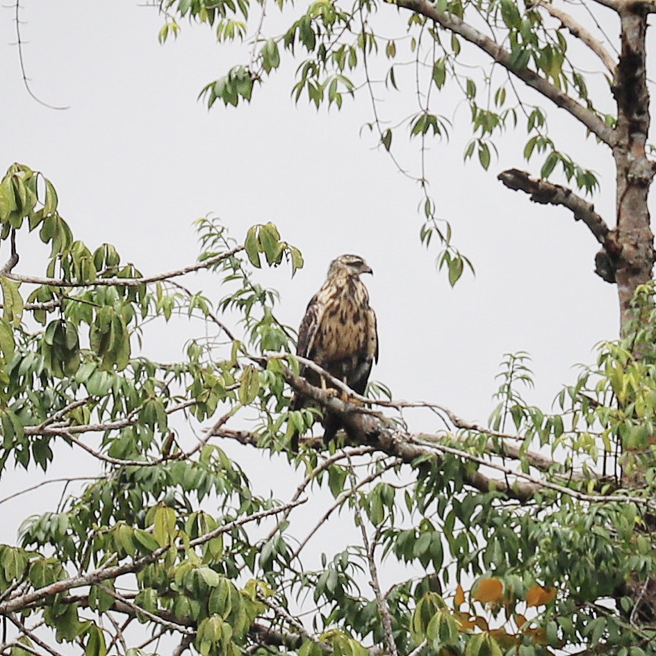 Krabbenbussard - ML601449471