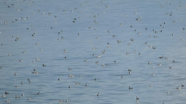 Wilson's Phalarope - ML601449771