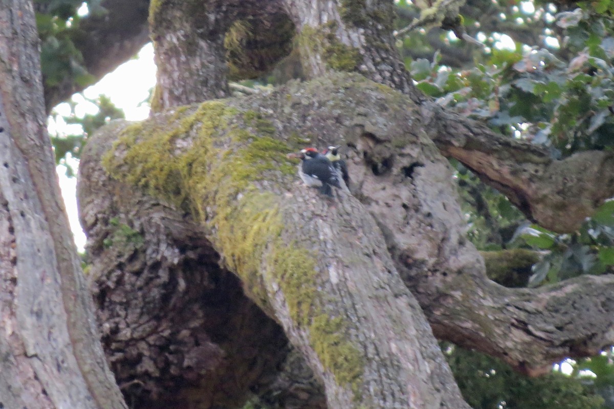 Acorn Woodpecker - ML601450031