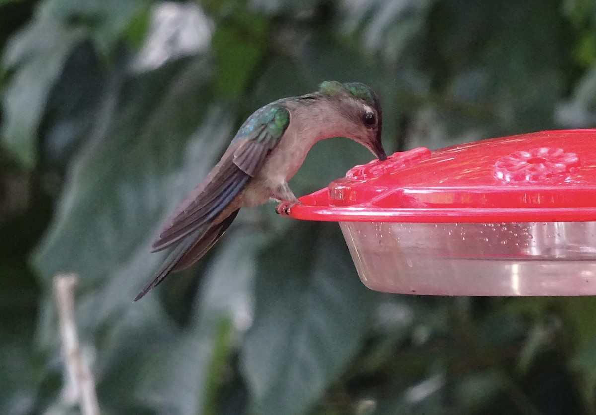 Wedge-tailed Sabrewing - Emanuel Serech