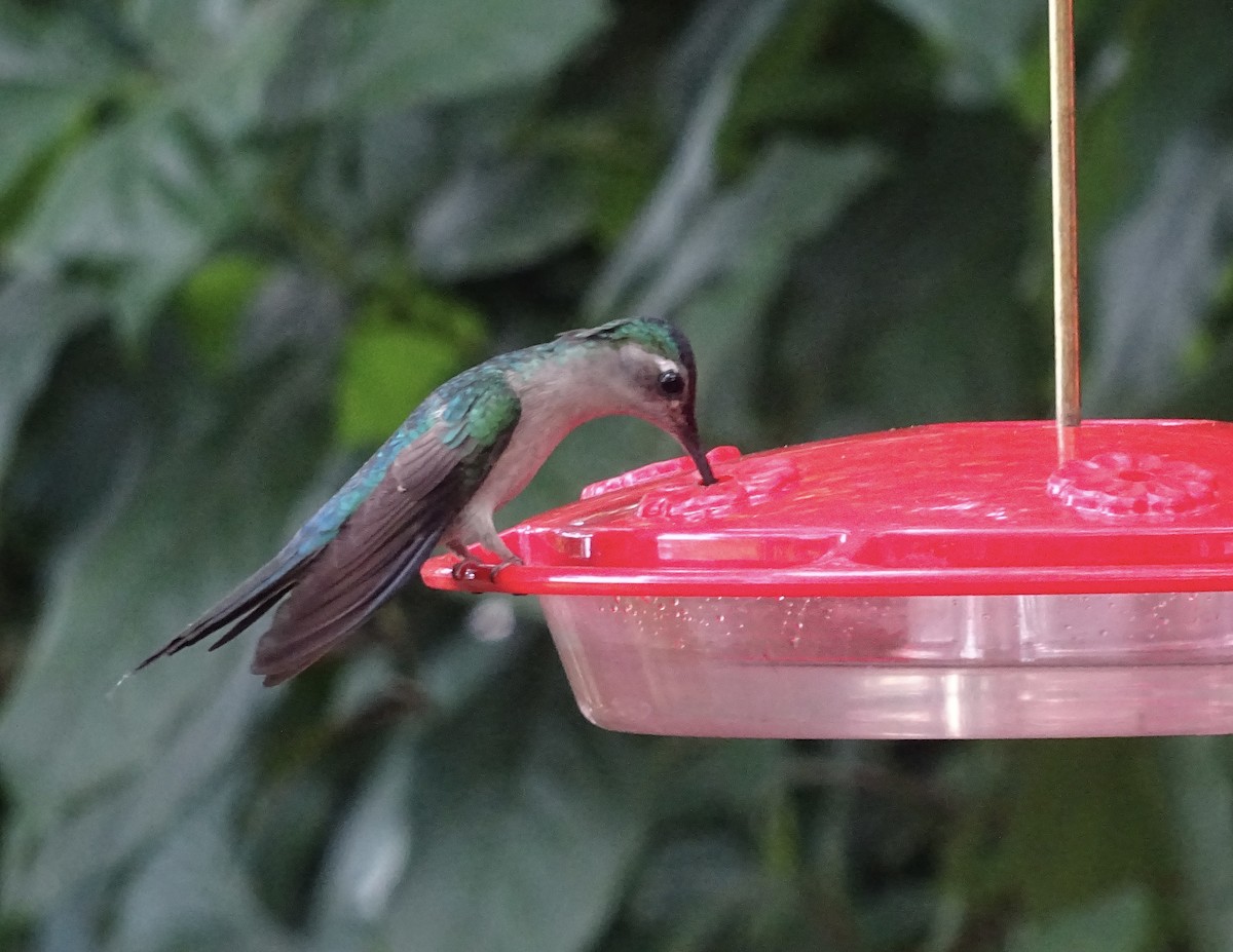 Wedge-tailed Sabrewing - ML601450071