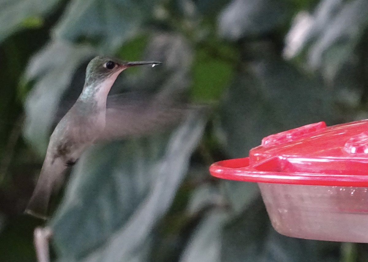 White-bellied Emerald - ML601450151