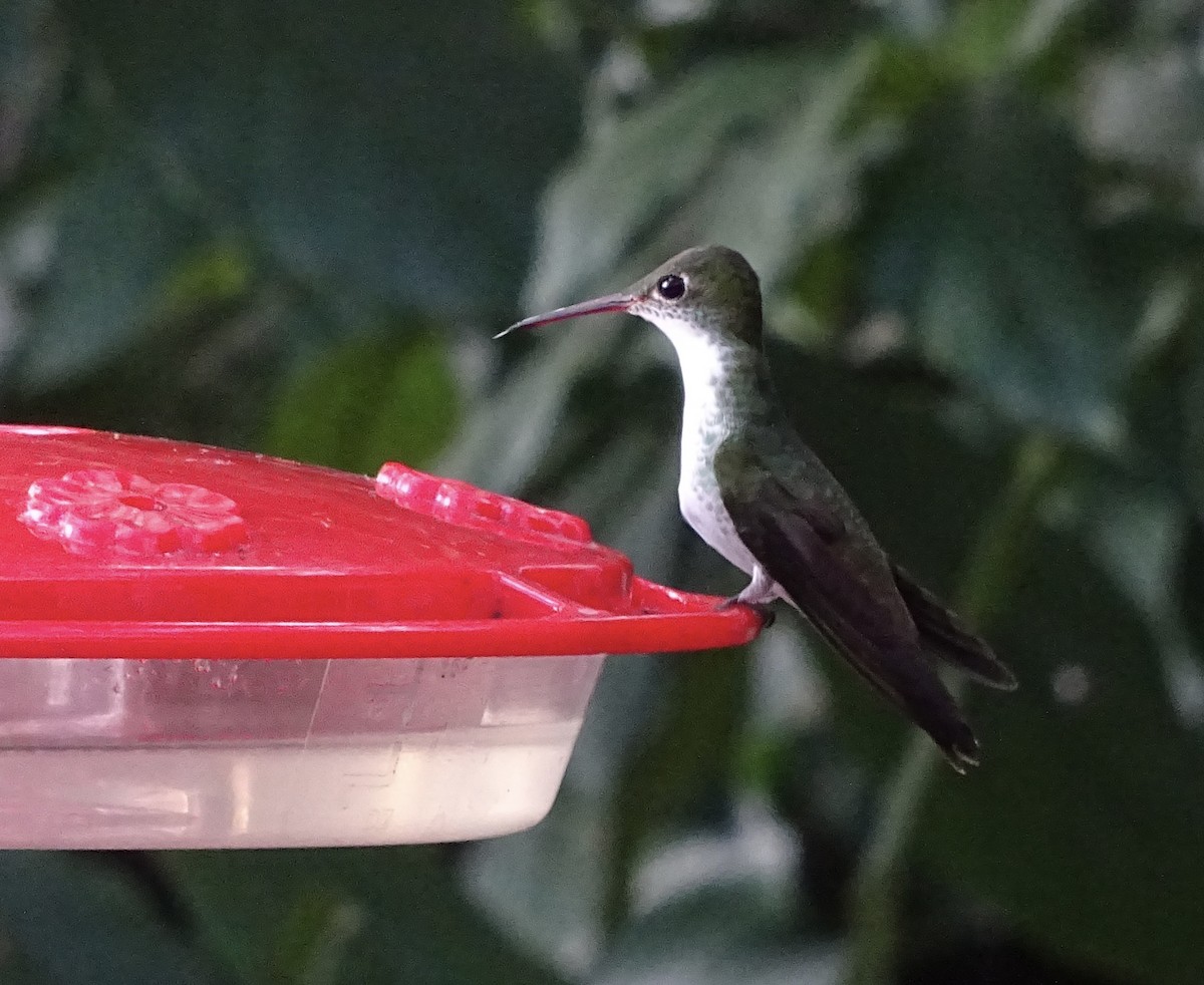 White-bellied Emerald - Emanuel Serech