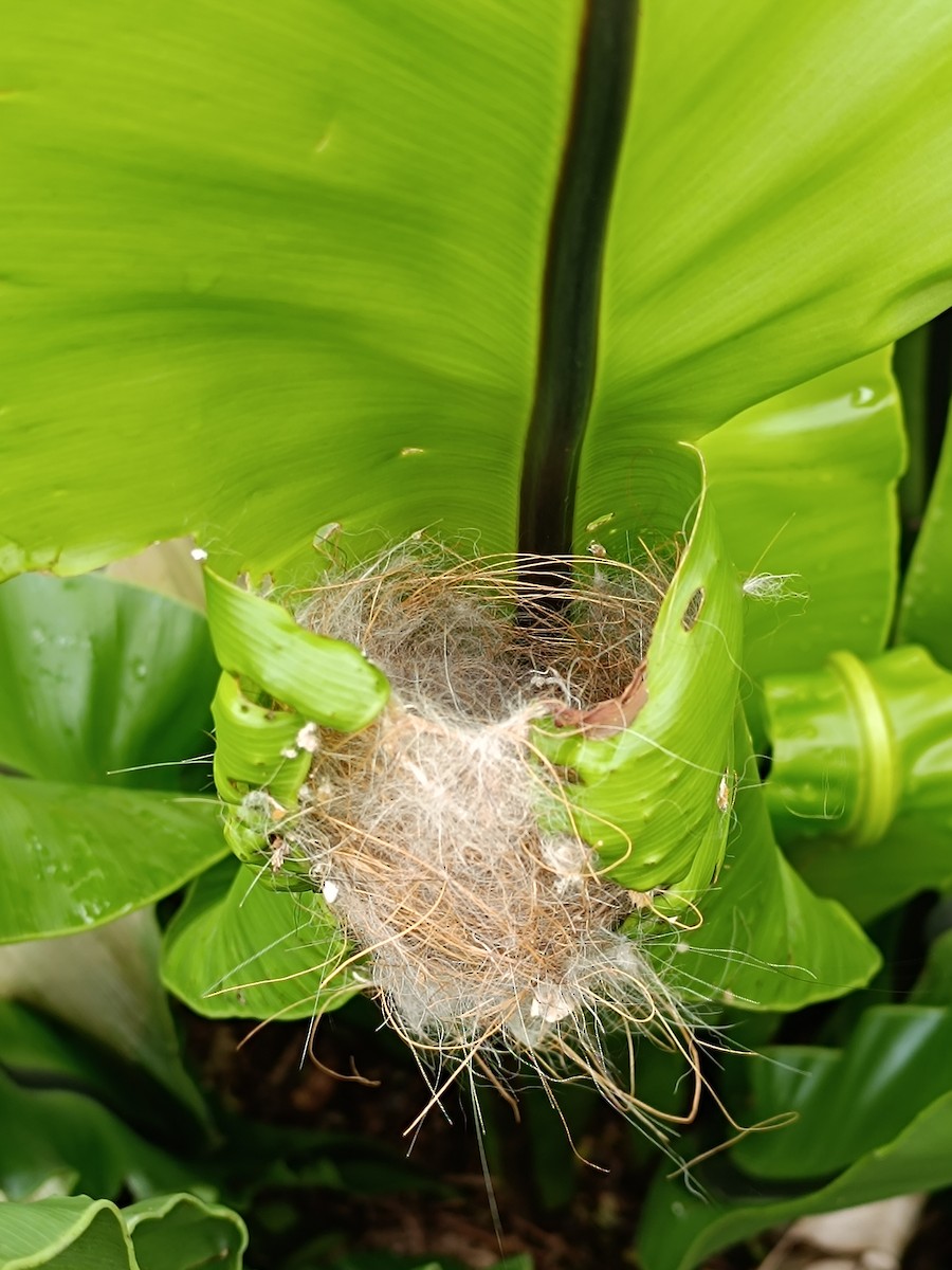 Common Tailorbird - ML601450781