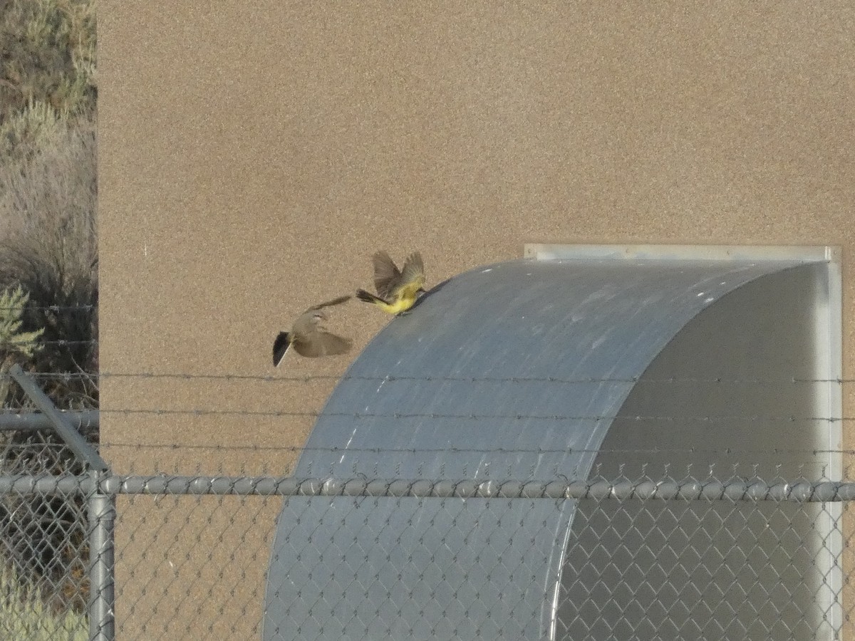 Western Kingbird - ML601450851